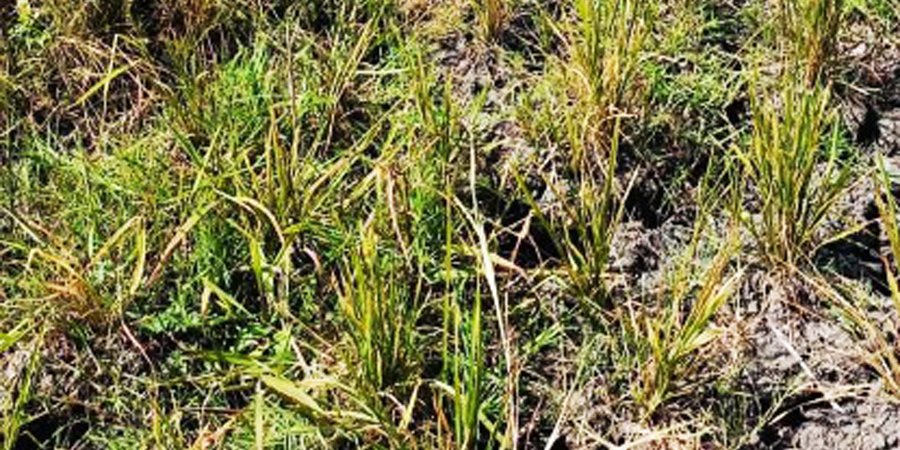 3 LGUs in Negros Occ. incur P7-M damage to rice crops due to dry spell